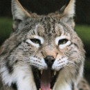 Dr. Dietrich Schmidt 4